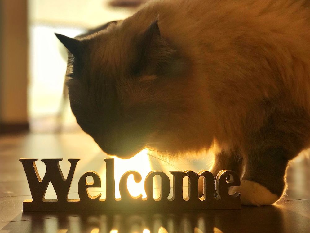 B&B PLUS + SHOOTING STAR 旭川