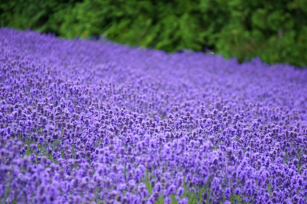 B&B PLUS + SHOOTING STAR 旭川