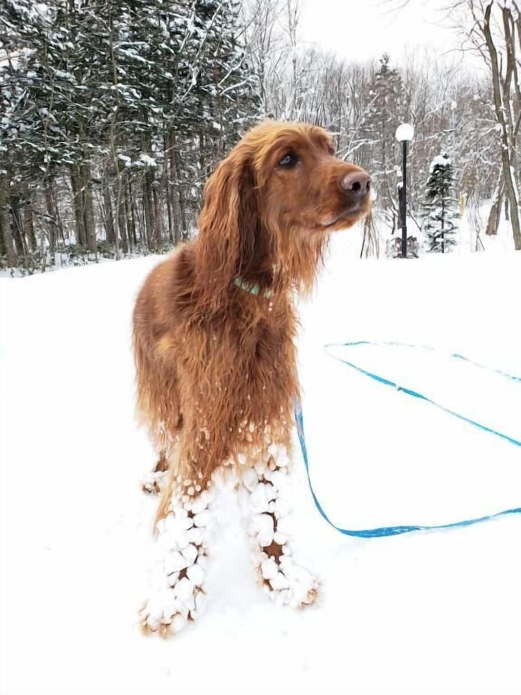 ペンション グスベリー 旭川