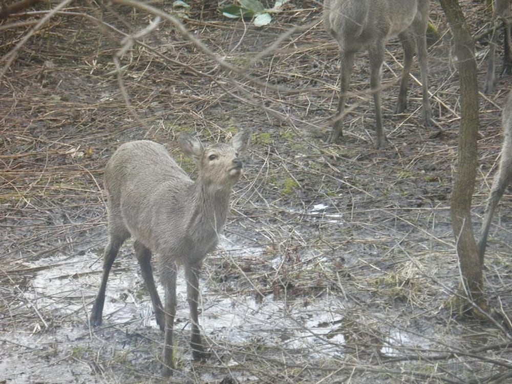 ペンション グスベリー 旭川