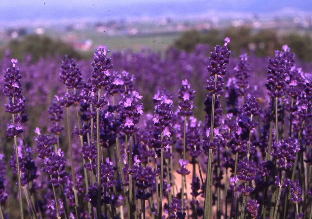ペンション グスベリー 旭川