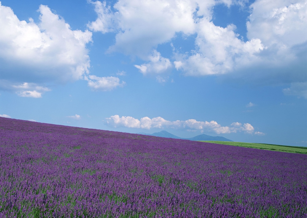 ホテル＆コンドミニアム 一花 旭川
