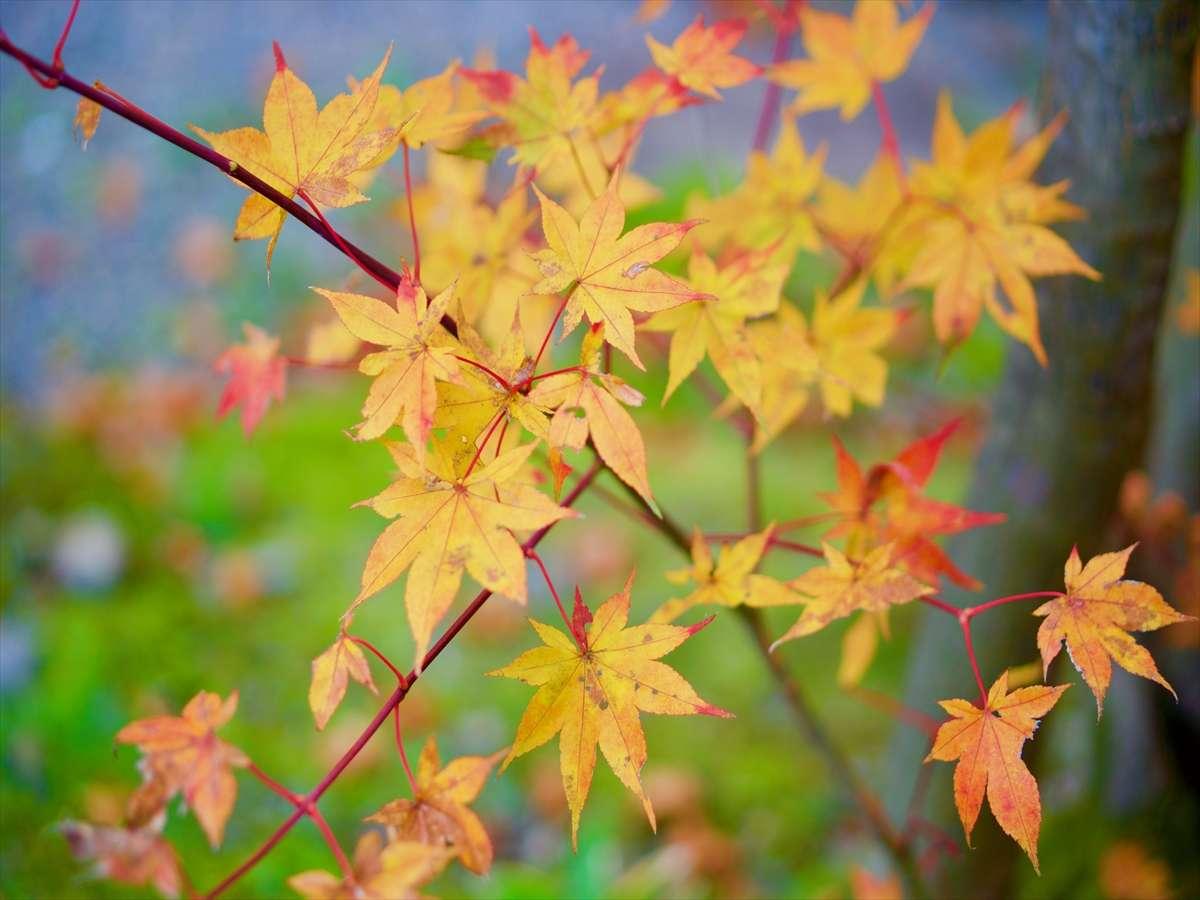 【３種の異なる泉質と四季の郷土料理】美人の湯　瀬美温泉 盛岡