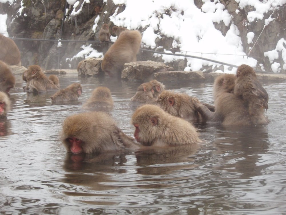 信州渋温泉 洗心館松屋 松本・軽井沢