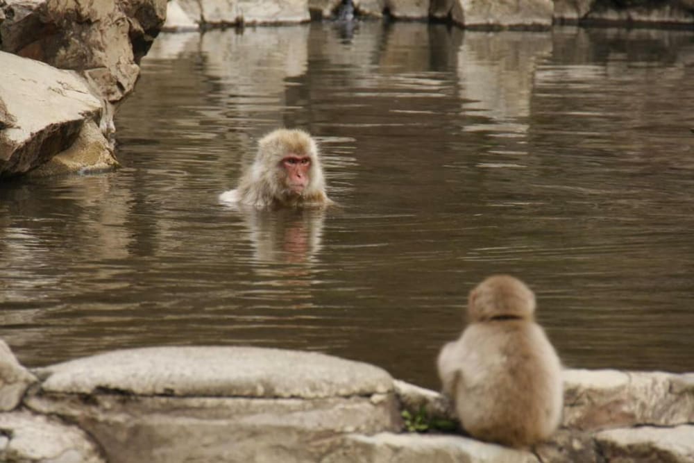 信州渋温泉 洗心館松屋 松本・軽井沢