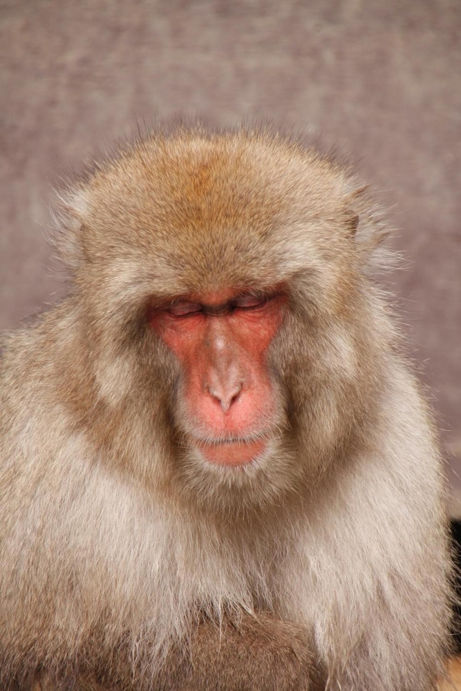 信州渋温泉 洗心館松屋 松本・軽井沢