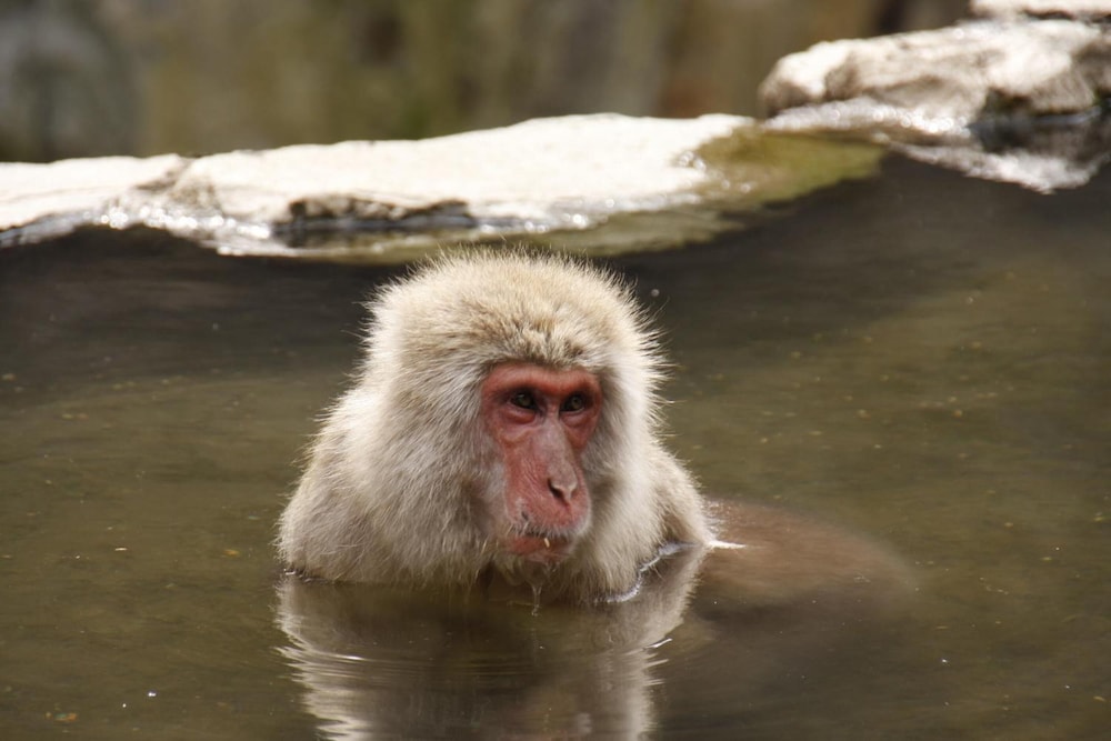 信州渋温泉 洗心館松屋 松本・軽井沢