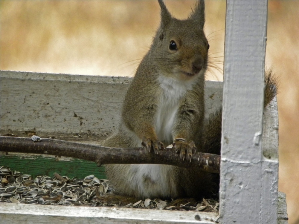 ペンション 歩絵夢 松本・軽井沢