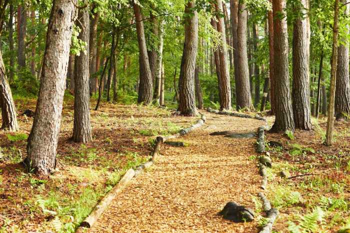 ゆとりろ蓼科ホテル WITH DOGS 松本・軽井沢