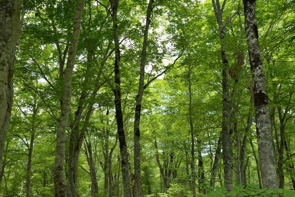 ペンション 紙ふうせん 松本・軽井沢
