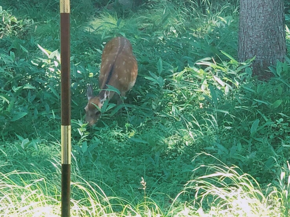 スターリゾート スピカ 松本・軽井沢