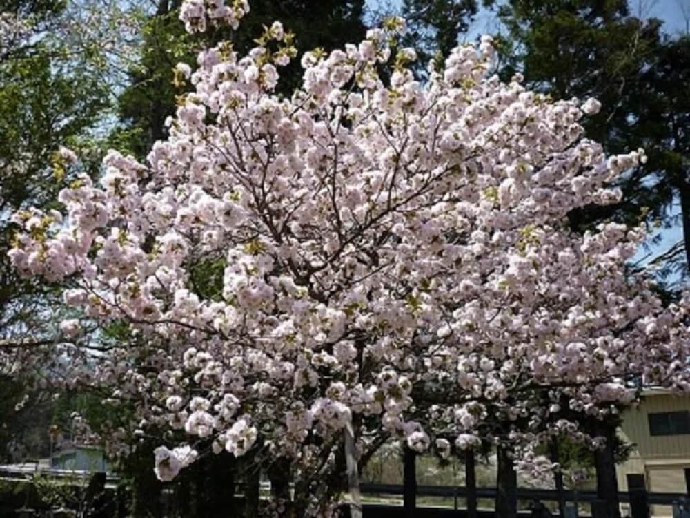 白馬岩岳 ステイフルハウス なかまち 松本・軽井沢