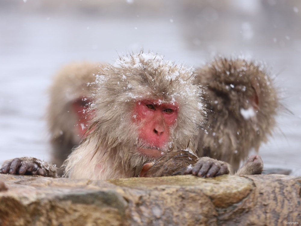 志賀高原プリンスホテル 松本・軽井沢