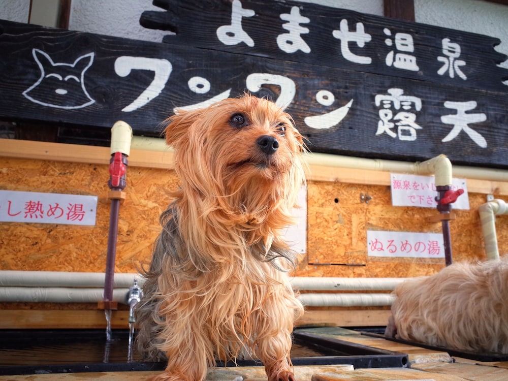 プチホテル パディントン ハウス 松本・軽井沢
