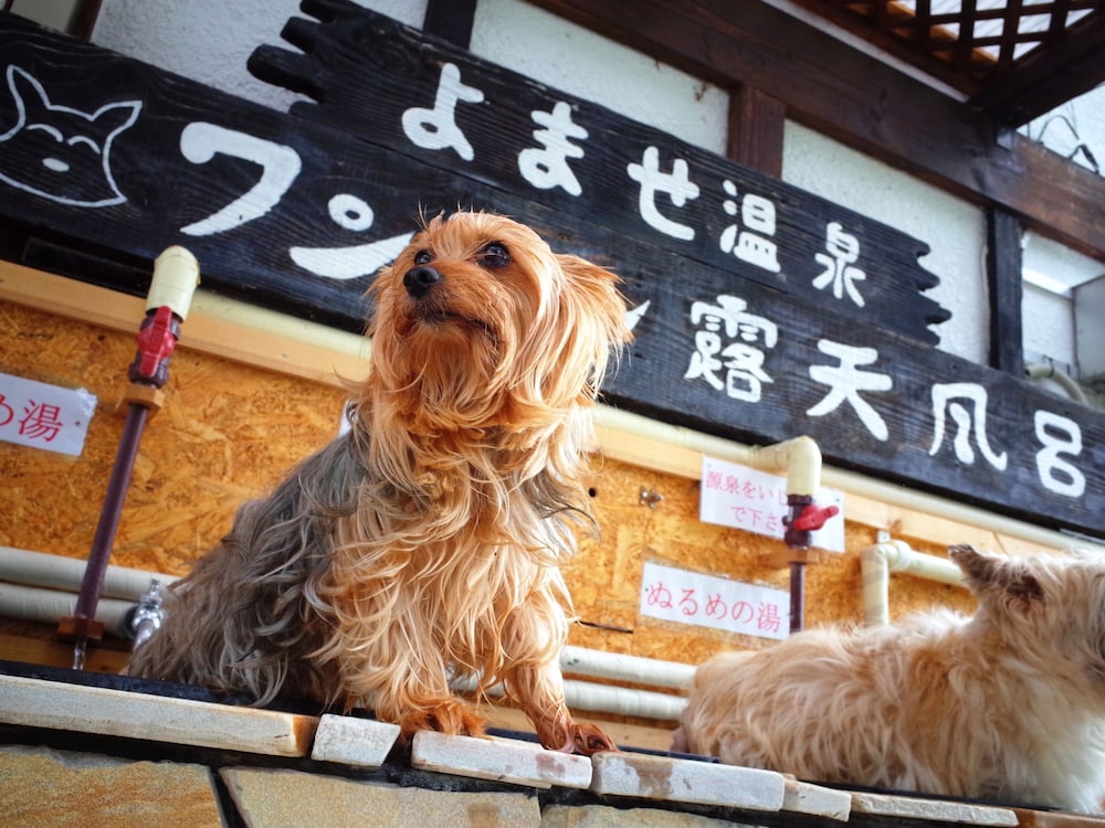 プチホテル パディントン ハウス 松本・軽井沢
