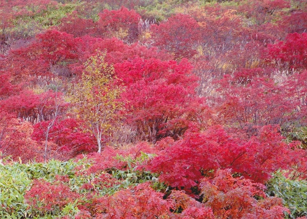 志賀の湯ホテル 松本・軽井沢