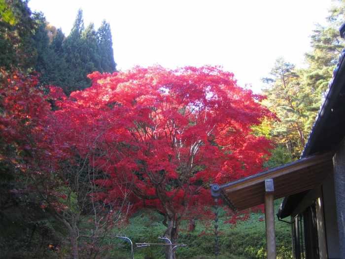 杏庵 － にしだ 松本・軽井沢