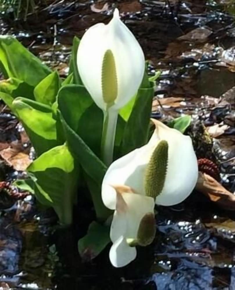 四季の宿すばる 松本・軽井沢