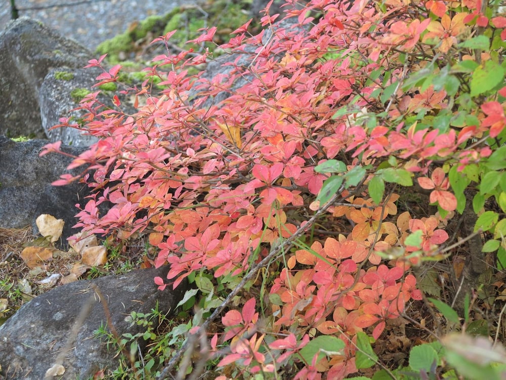 四季の宿すばる 松本・軽井沢