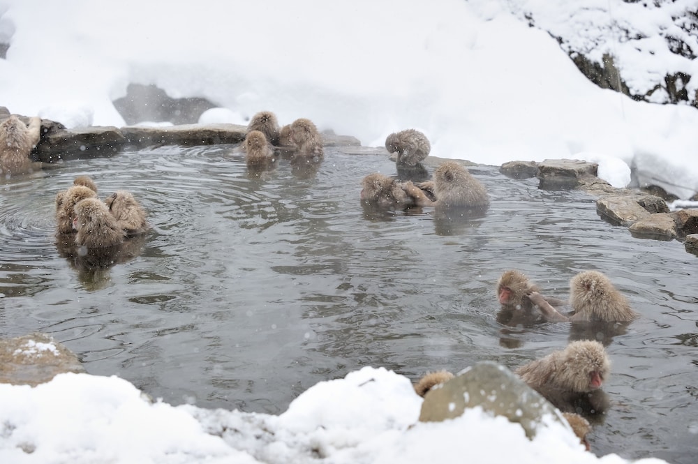 ホテル椿野 松本・軽井沢