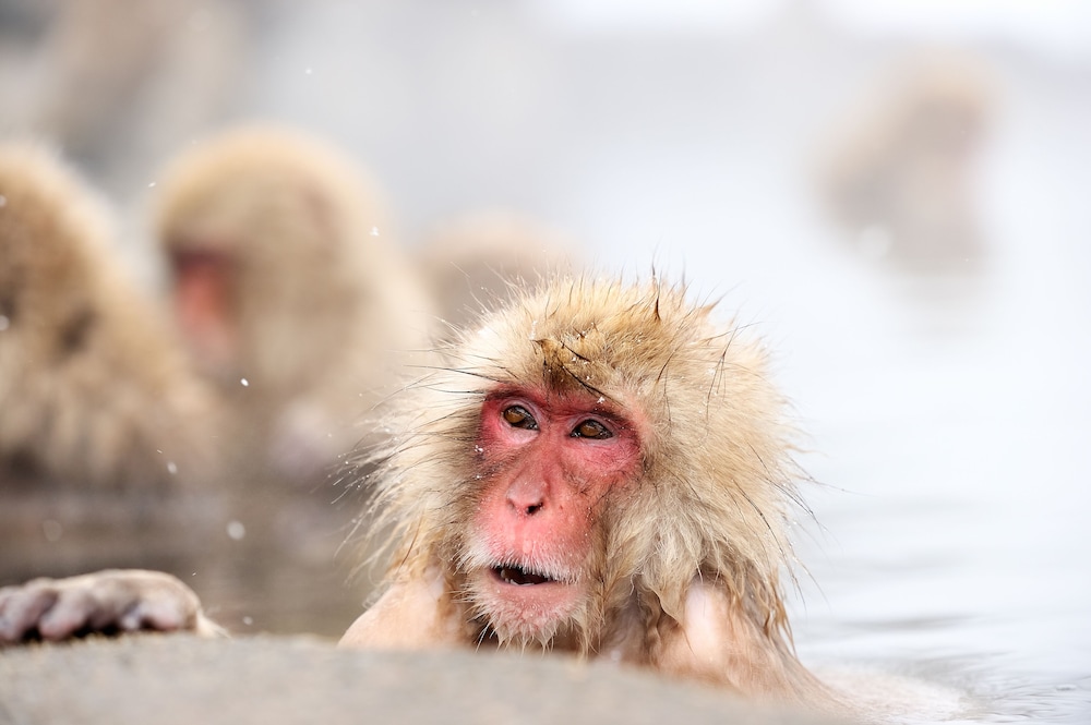 ホテル椿野 松本・軽井沢