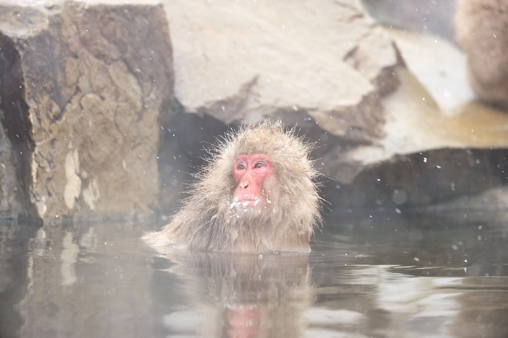 ホテル椿野 松本・軽井沢