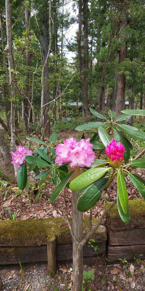 雪花菜山荘 松本・軽井沢