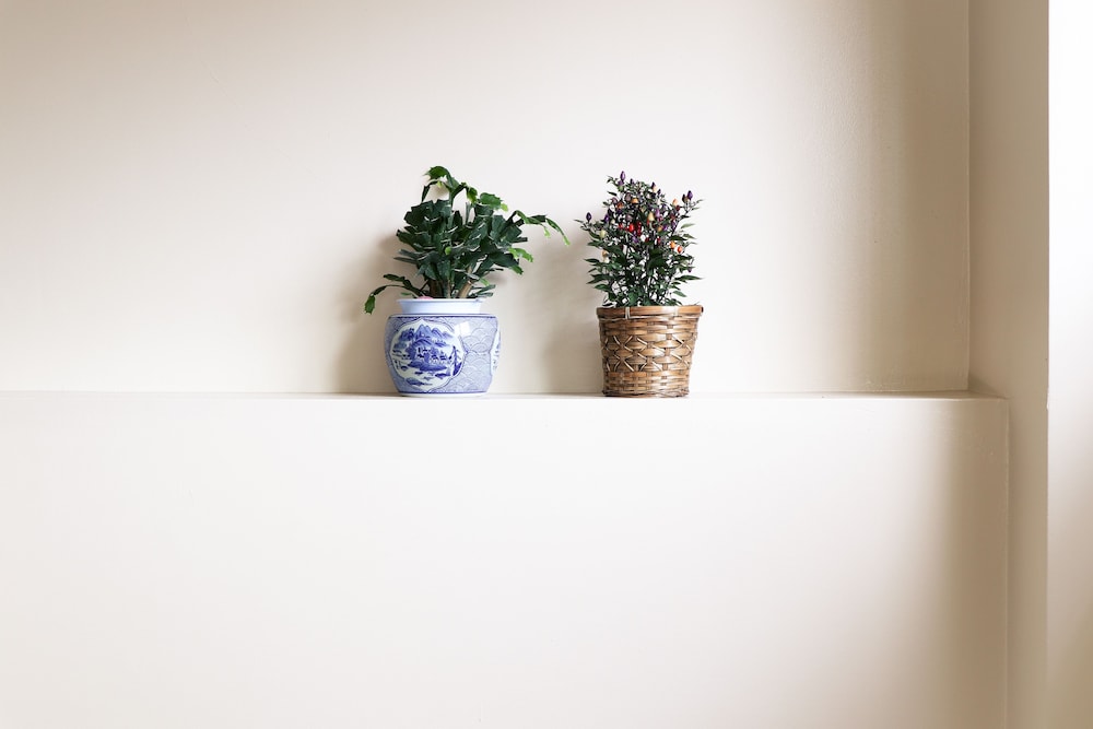 ホテル 白樺 荘 志賀 高原 松本・軽井沢