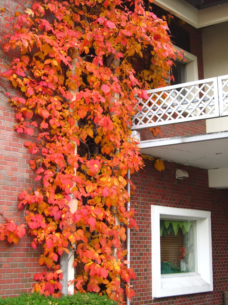 ホテル 白樺 荘 志賀 高原 松本・軽井沢