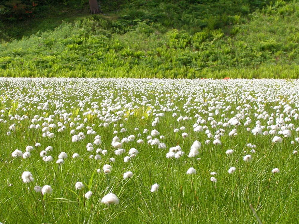 ホテル 白樺 荘 志賀 高原 松本・軽井沢