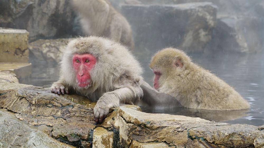 ホテル 白樺 荘 志賀 高原 松本・軽井沢