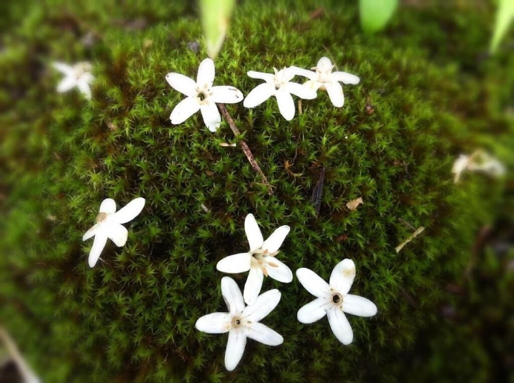 ペンション ワイルドフラワー 松本・軽井沢