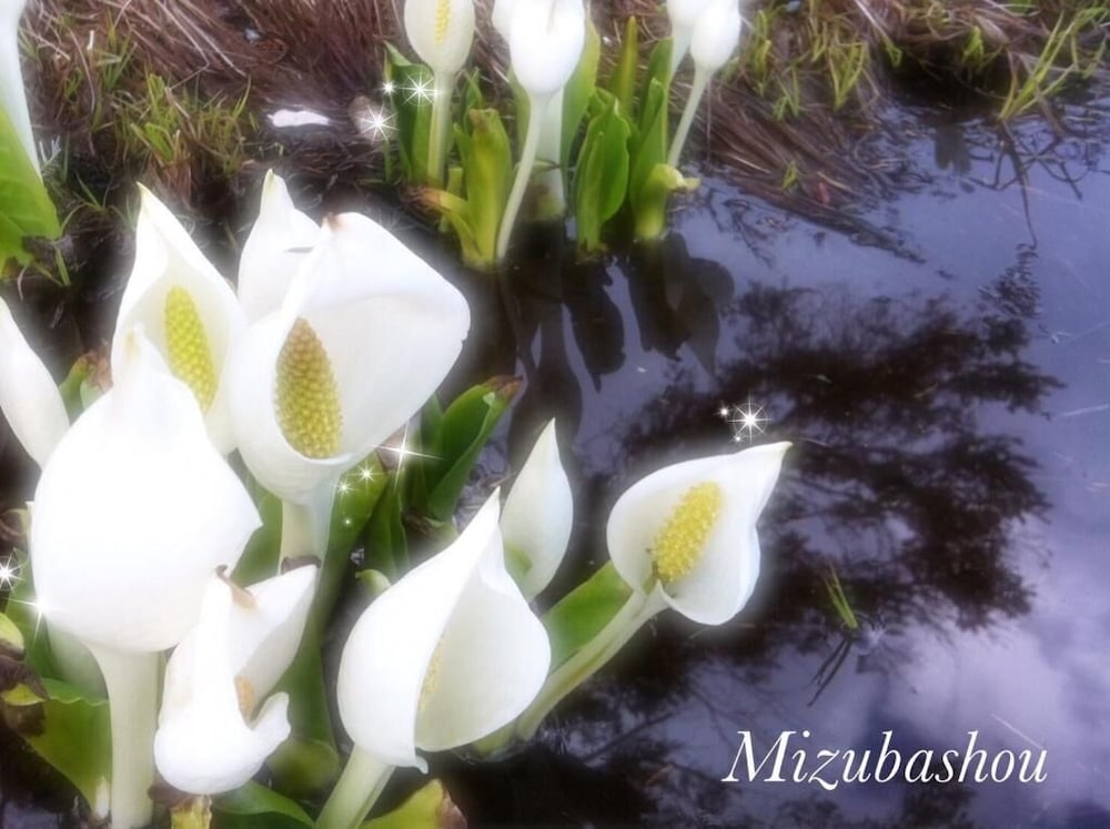 ペンション ワイルドフラワー 松本・軽井沢