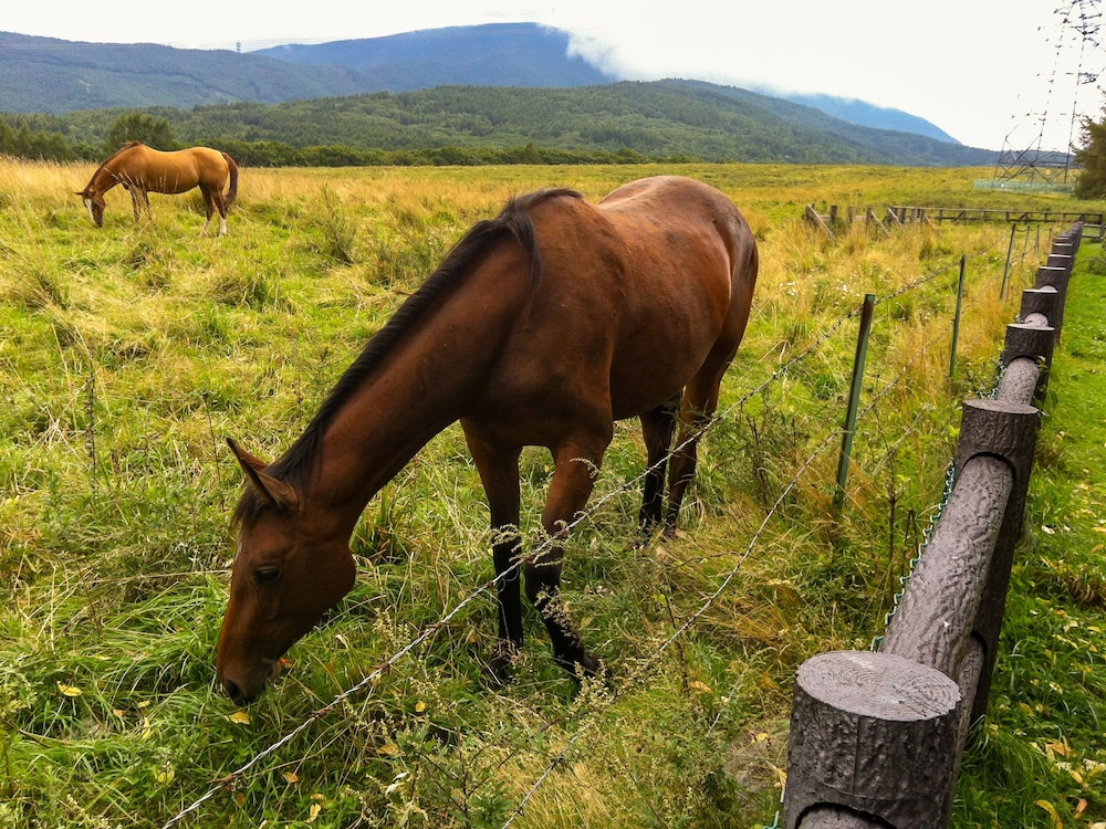 ペンション ワイルドフラワー 松本・軽井沢