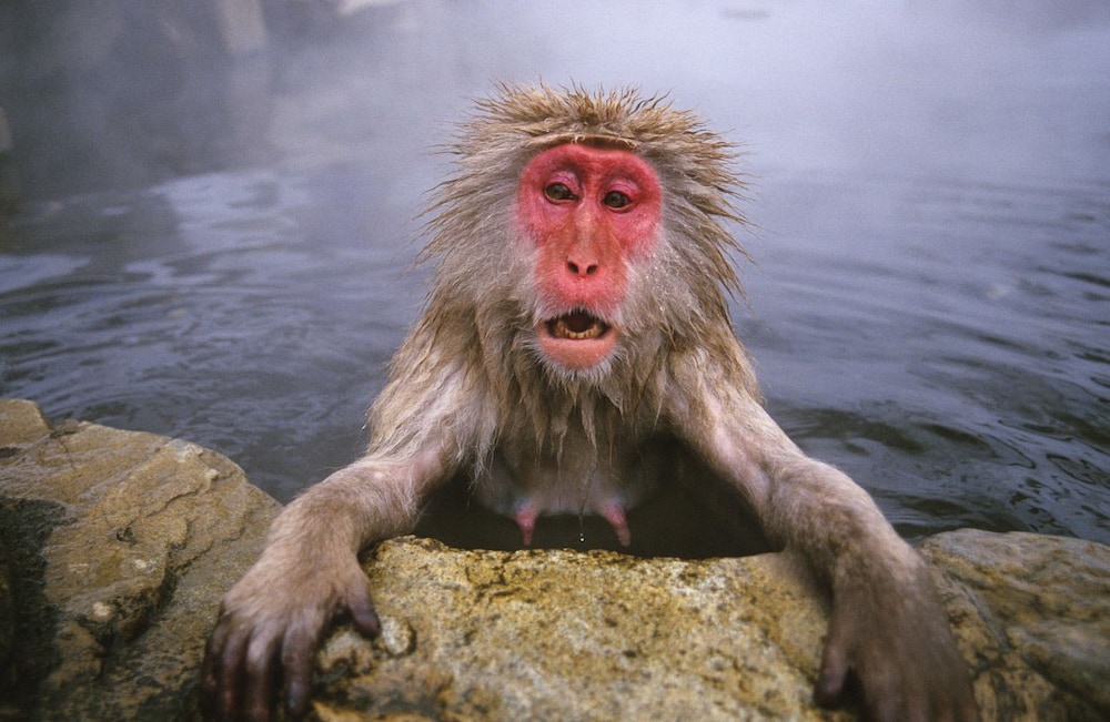 白馬 春麓庵 松本・軽井沢