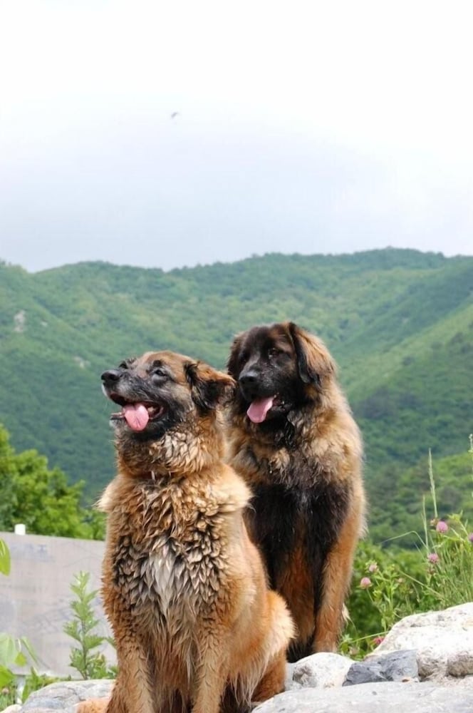 カナディアンヴィレッジ五竜 松本・軽井沢