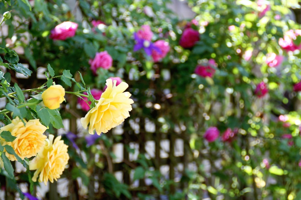 はくば MOEGI HOTEL 松本・軽井沢