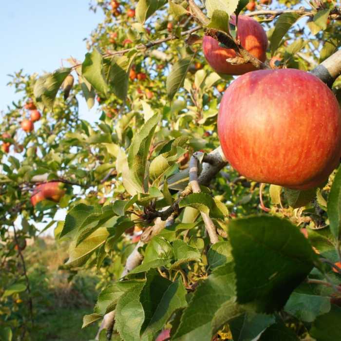 中山道芦田宿 一棟貸し たてしな あかりや 松本・軽井沢