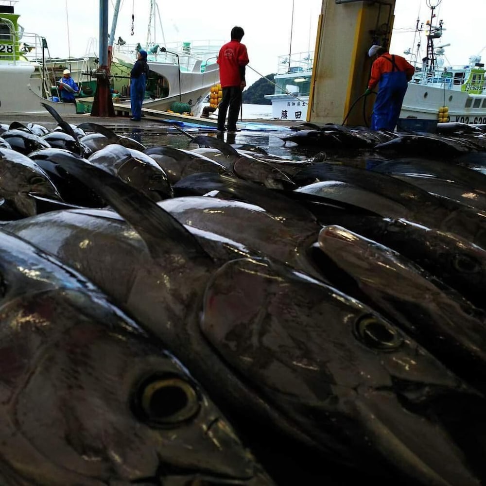 パルス イン 勝浦 和歌山
