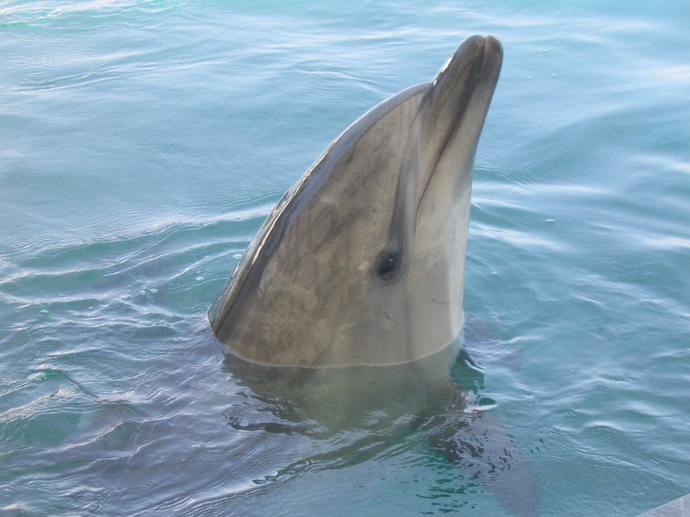 城崎温泉 お宿 白山 花まんだら 但馬