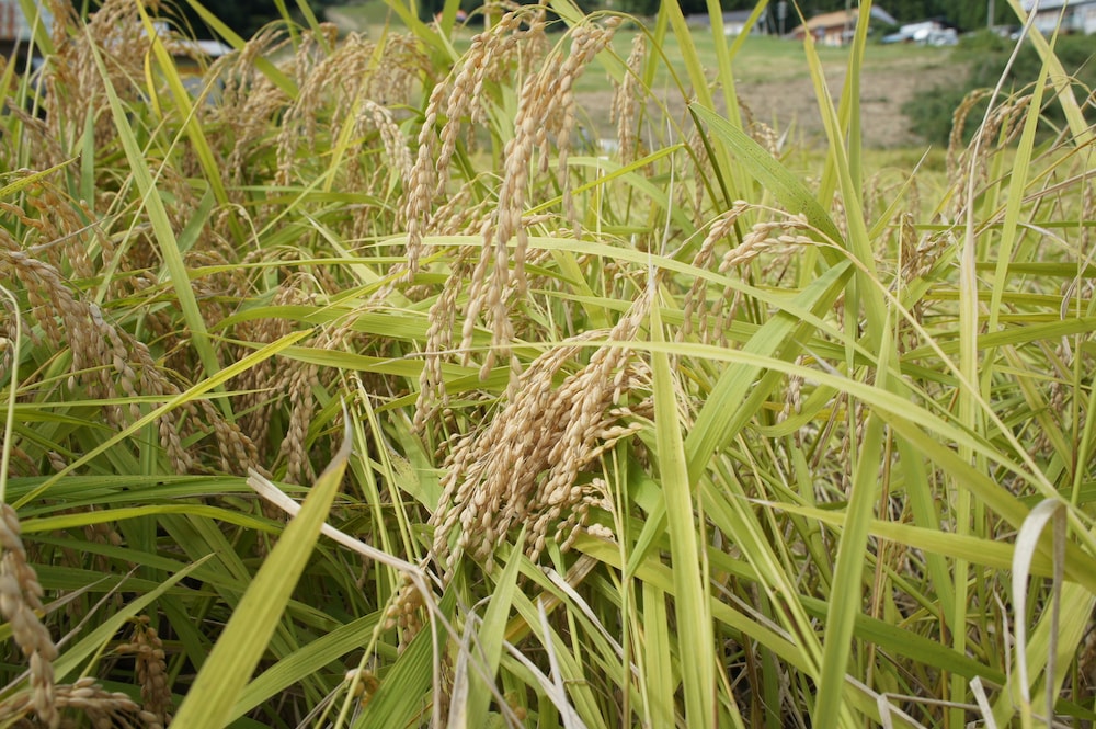 神鍋高原名色荘 但馬