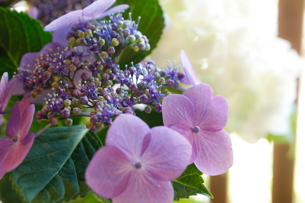 湊小宿 海の薫と AWAJISHIMA 但馬