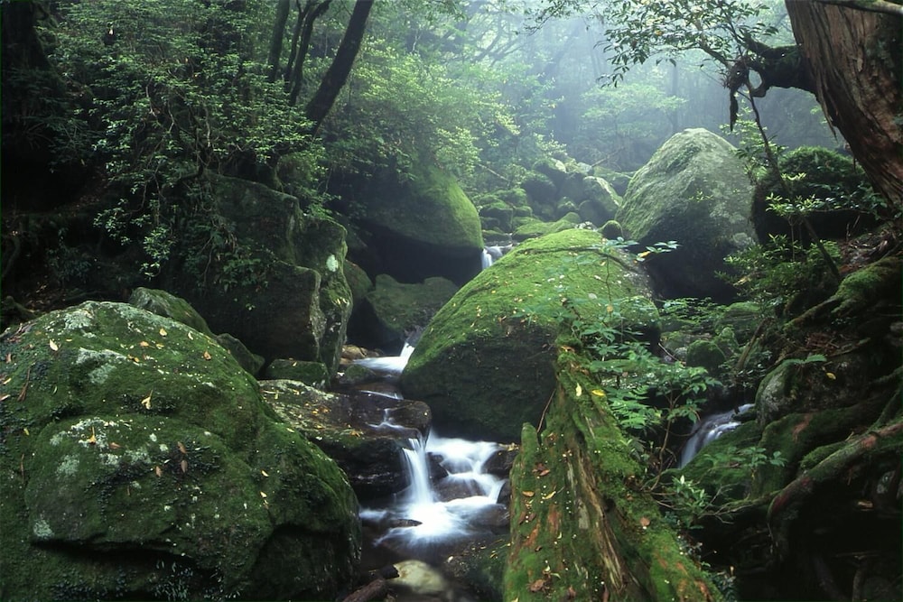 YAKUSHIMA REFRESH ROOM 屋久島