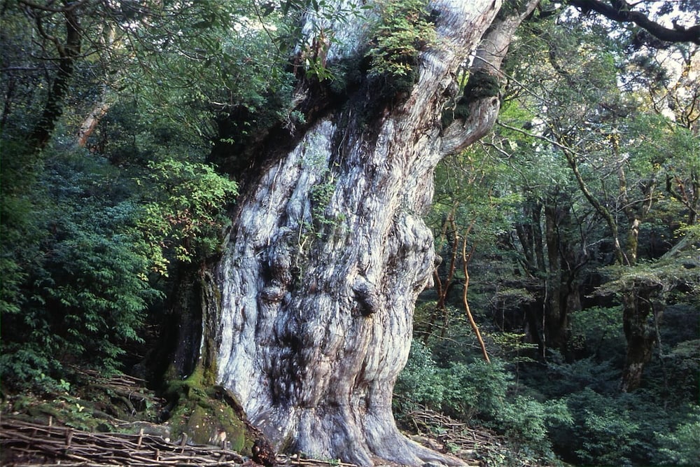 YAKUSHIMA REFRESH ROOM 屋久島