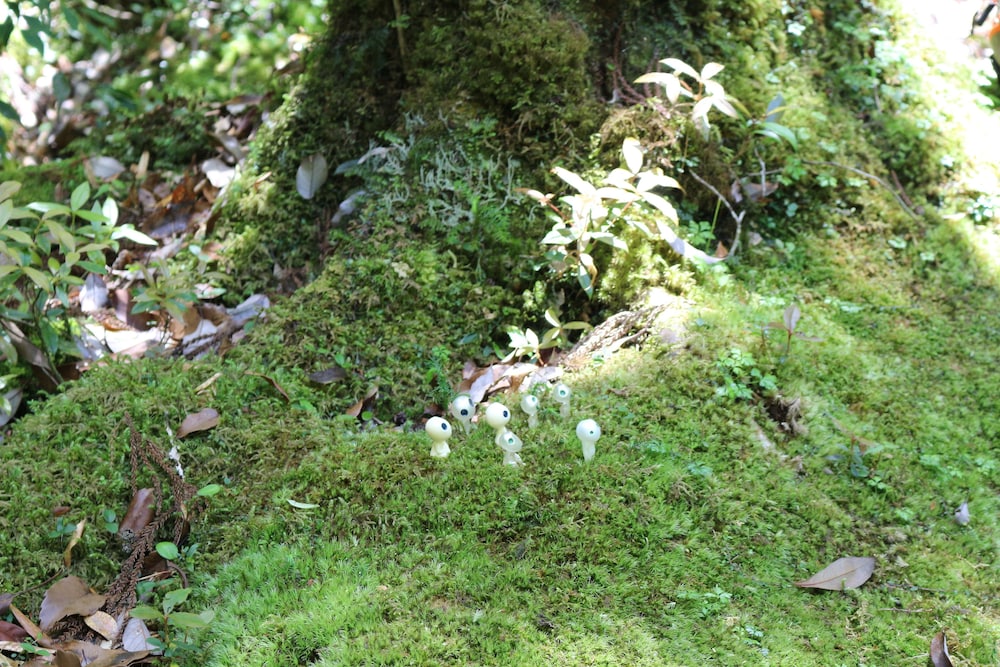 コテージ 屋久杉の家 屋久島