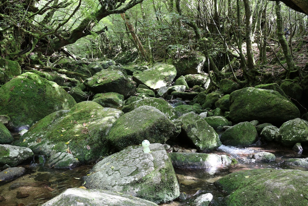 コテージ 屋久杉の家 屋久島