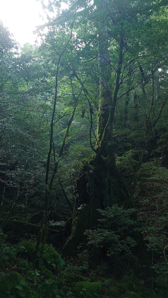 民宿 宇美河 屋久島