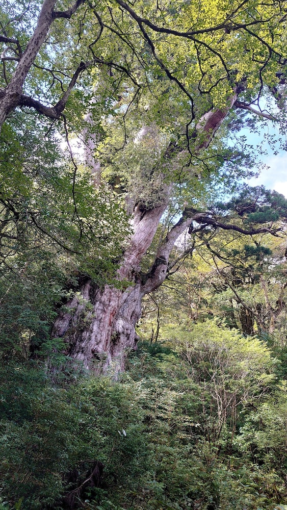 民宿 宇美河 屋久島