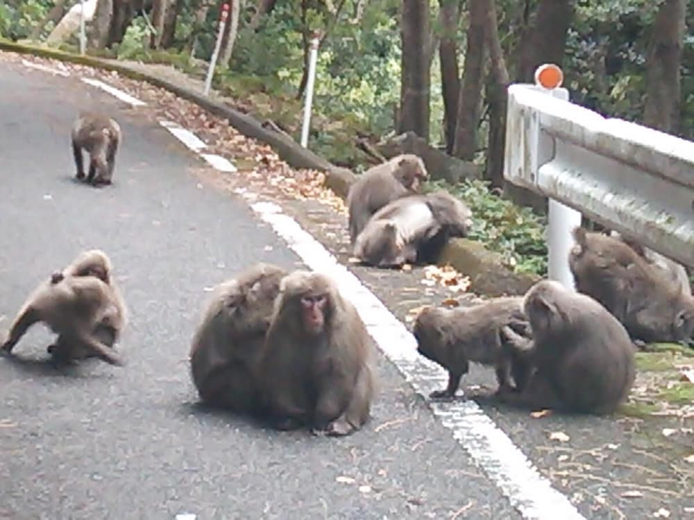 大ちゃんハウス 屋久島