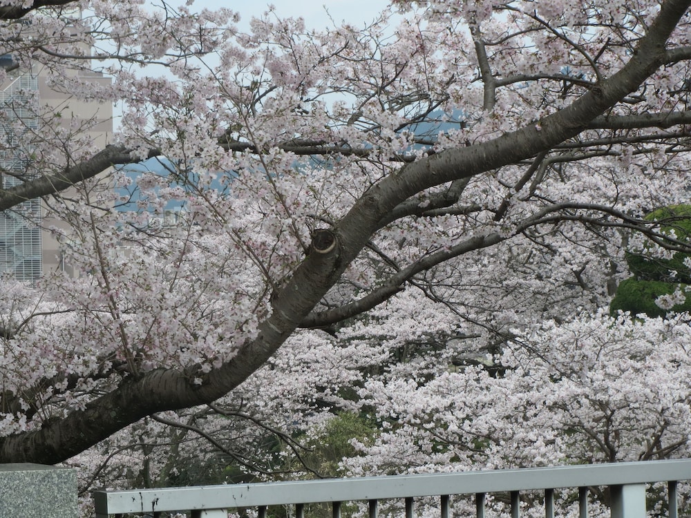 華の雫 佐賀